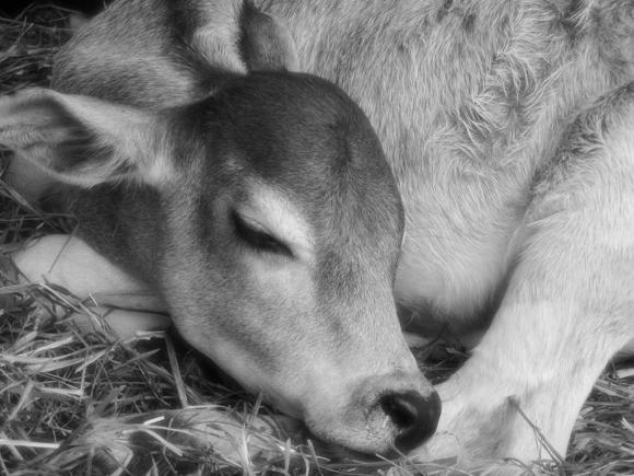 sleeping deer